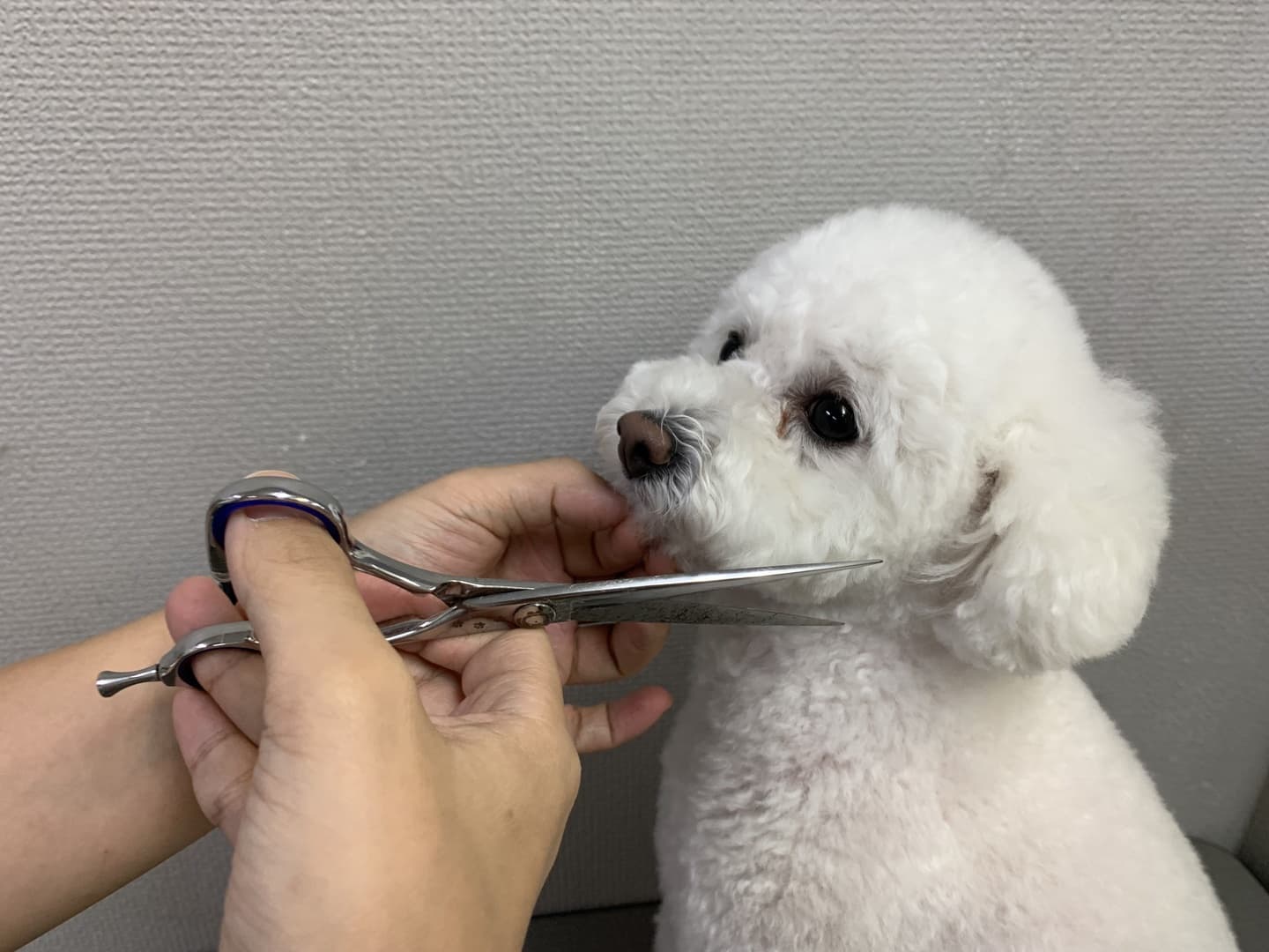 ペット画像