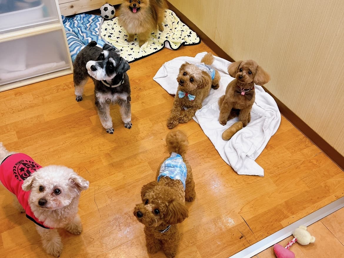 ペットの画像